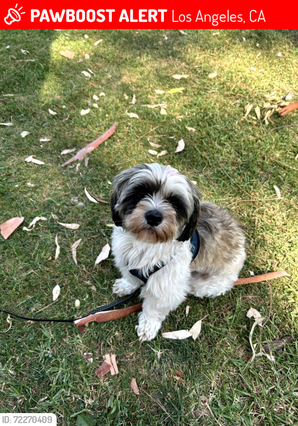 Lost Male Dog last seen Whittier Boulevard & Alma Ave, Los Angeles, CA 90023