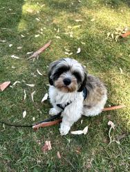 Lost Male Dog last seen Whittier Boulevard & Alma Ave, Los Angeles, CA 90023