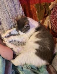 Lost Female Cat last seen East riverside park , Greer, SC 29650