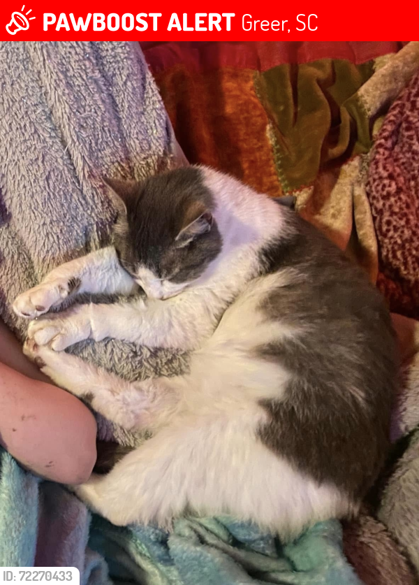 Lost Female Cat last seen East riverside park , Greer, SC 29650