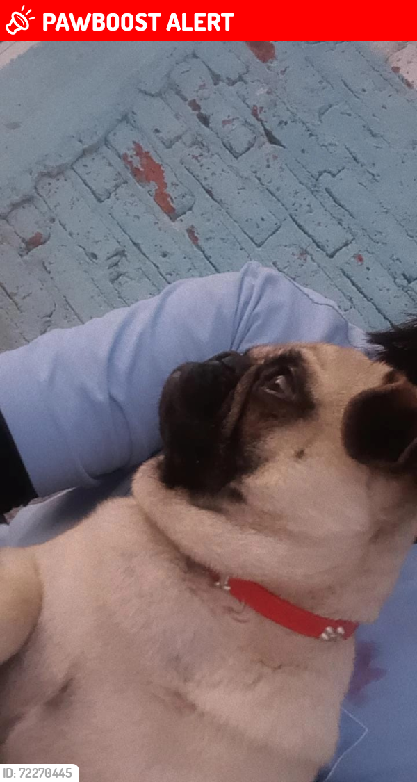 Lost Male Dog last seen Vicentenario, colonia girasoles san salvador torrecillas , San Salvador Torrecillas, Gto. 38293