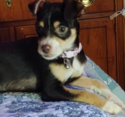 Lost Female Dog last seen Scott Rd Bennett Rd  morganton nc , Morganton, NC 28655