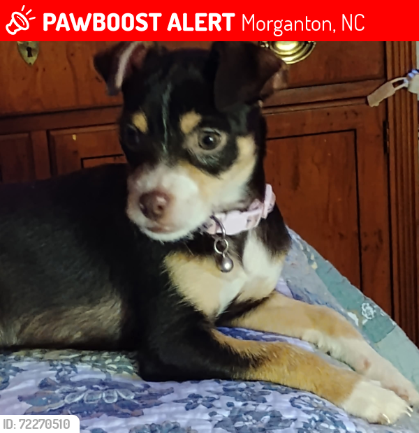 Lost Female Dog last seen Scott Rd Bennett Rd  morganton nc , Morganton, NC 28655