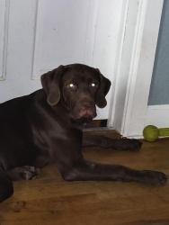 Lost Male Dog last seen Hackberry  Or  Pine St, San Antonio, TX 78210