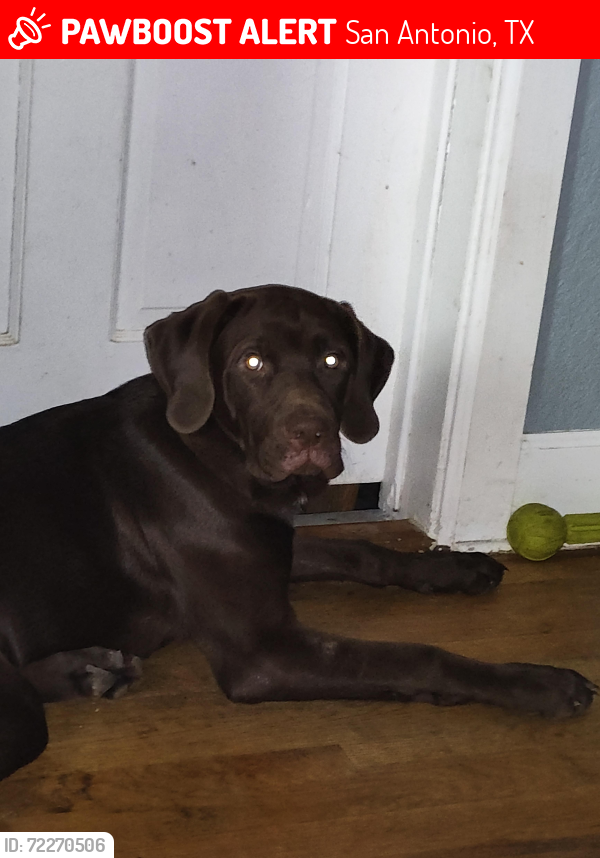 Lost Male Dog last seen Hackberry  Or  Pine St, San Antonio, TX 78210