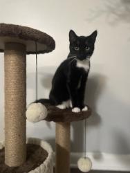 Lost Female Cat last seen The Venue apartments , Burlington, NC 27217
