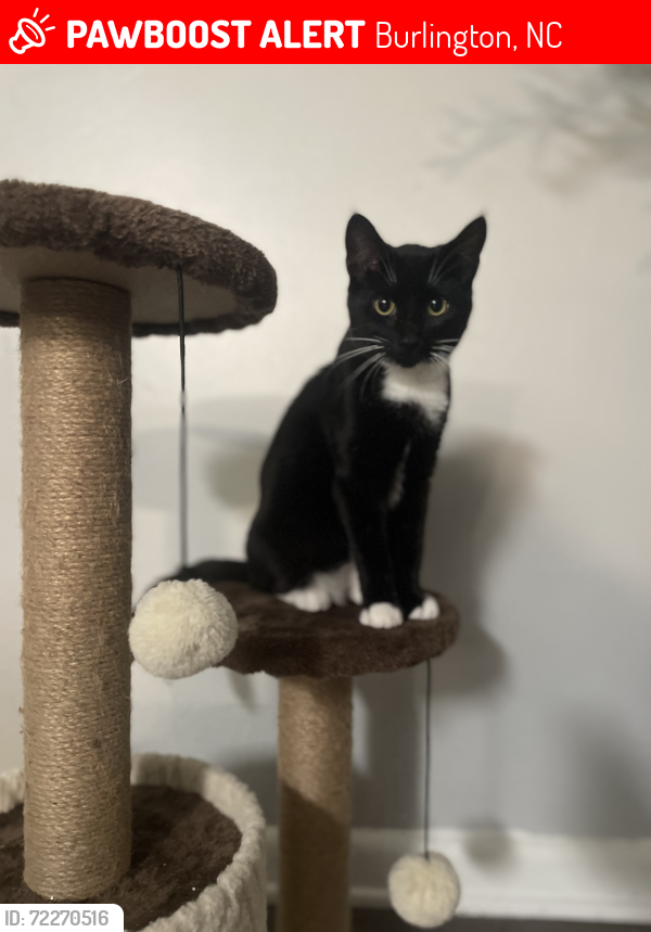 Lost Female Cat last seen The Venue apartments , Burlington, NC 27217