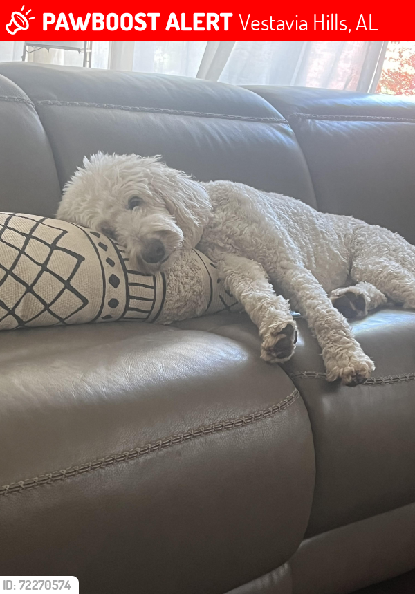 Lost Female Dog last seen Leaf and Petal , Vestavia Hills, AL 35243