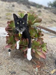 Lost Male Cat last seen Ramona Dr., Fallbrook, CA, San Diego County, CA 92028