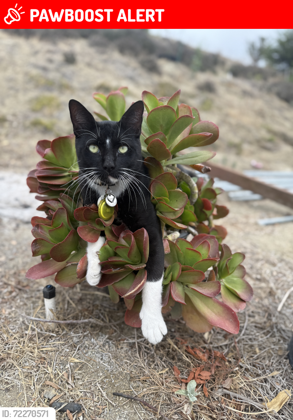Lost Male Cat last seen Ramona Dr., Fallbrook, CA, San Diego County, CA 92028