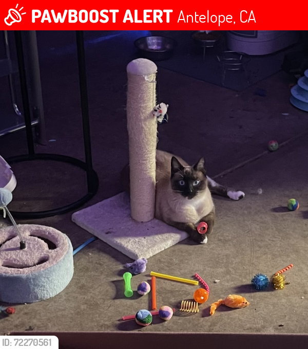 Lost Female Cat last seen Elverta and walerga , Antelope, CA 95843