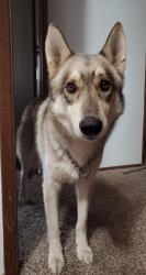 Lost Male Dog last seen Bertelsen, 18th, Bailey Hill, Eugene, OR 97405