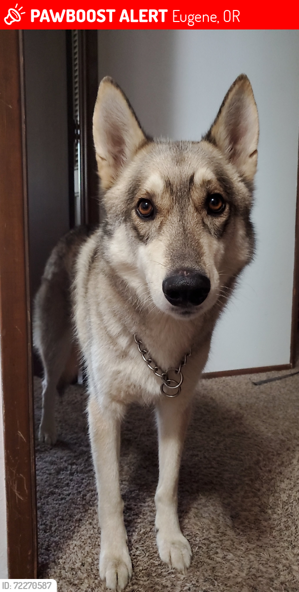 Lost Male Dog last seen Bertelsen, 18th, Bailey Hill, Eugene, OR 97405
