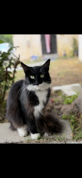 Lost Female Cat last seen Reno and Hermosa, Temple City, CA 91780