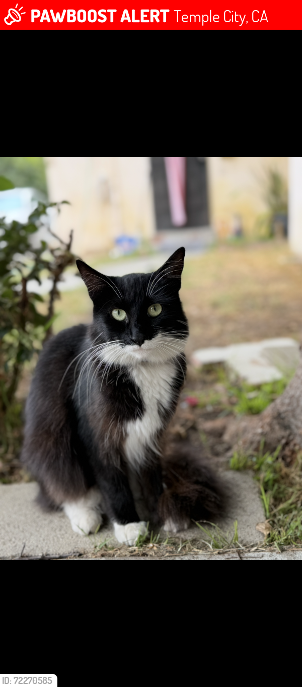Lost Female Cat last seen Reno and Hermosa, Temple City, CA 91780