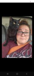 Lost Female Cat last seen Near Hillcrest drive fort Collins CO, Fort Collins, CO 80521