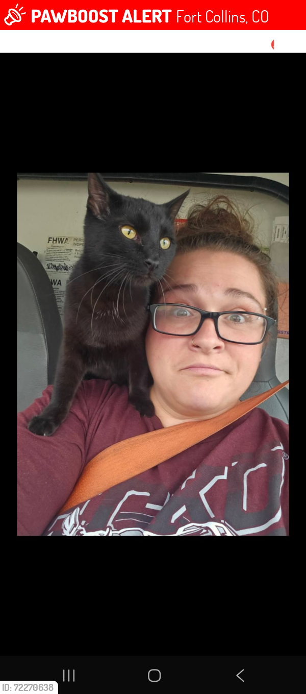 Lost Female Cat last seen Near Hillcrest drive fort Collins CO, Fort Collins, CO 80521