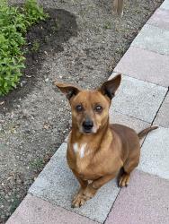 Lost Male Dog last seen Near , San Leandro, CA 94577