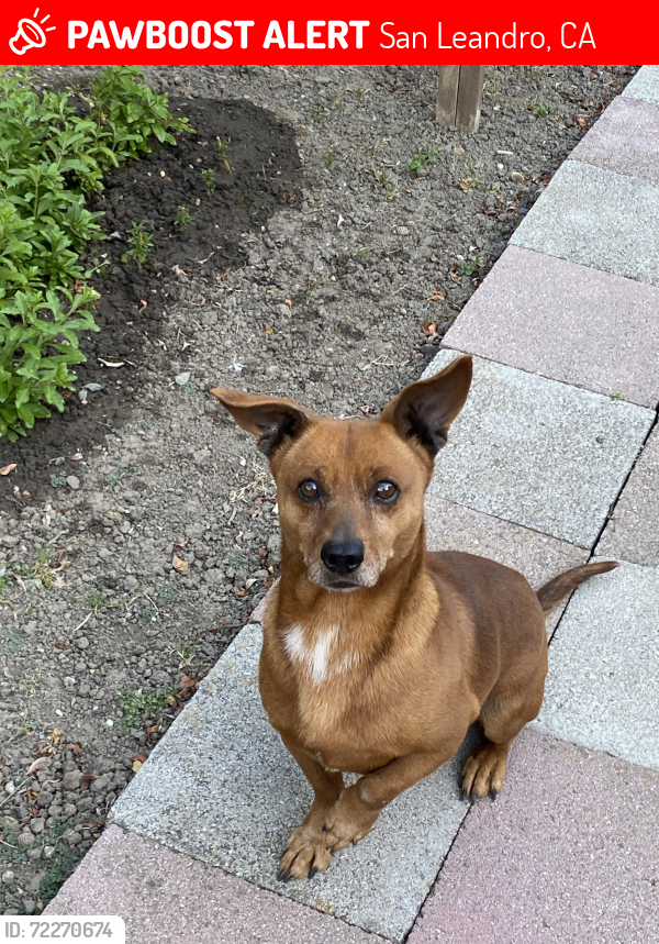 Lost Male Dog last seen Near , San Leandro, CA 94577