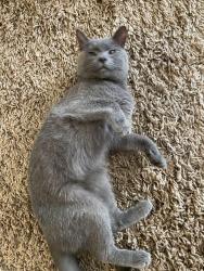 Lost Male Cat last seen Summer Wood Community , Summerville, SC 29483