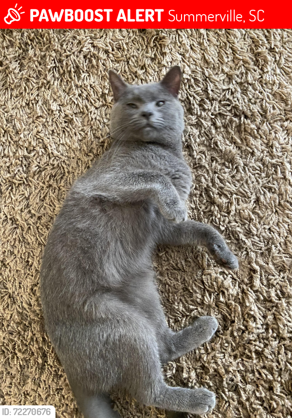 Lost Male Cat last seen Summer Wood Community , Summerville, SC 29483