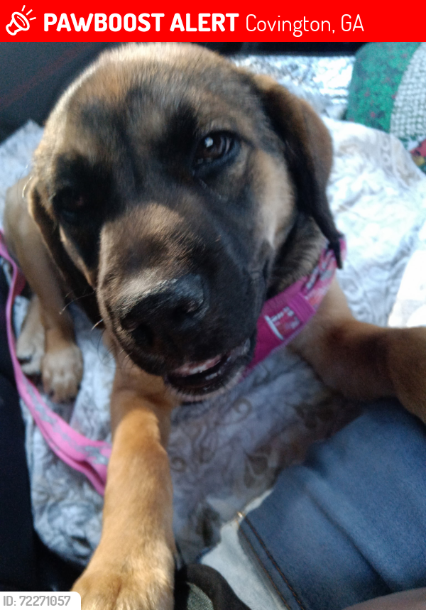 Lost Female Dog last seen Hwy.278, Oxford, GA 30054