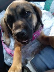 Lost Female Dog last seen Hwy.278, Oxford, GA 30054