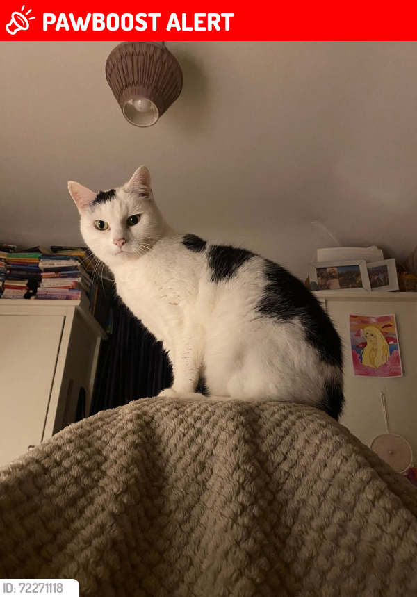 Lost Female Cat last seen Stansted Road, Hertford, Hertfordshire, England SG13 7JN