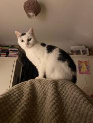 Lost Female Cat last seen Stansted Road, Hertford, Hertfordshire, England SG13 7JN