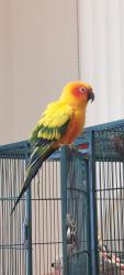 Lost Male Bird last seen Hwy 178 and Comanche Dr - Solera at Kern Canyon community 805 717 1203, Bakersfield, CA 93306