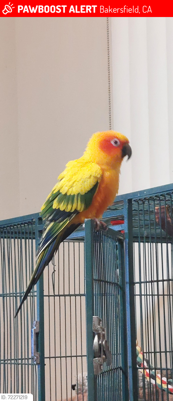 Lost Male Bird last seen Hwy 178 and Comanche Dr - Solera at Kern Canyon community 805 717 1203, Bakersfield, CA 93306