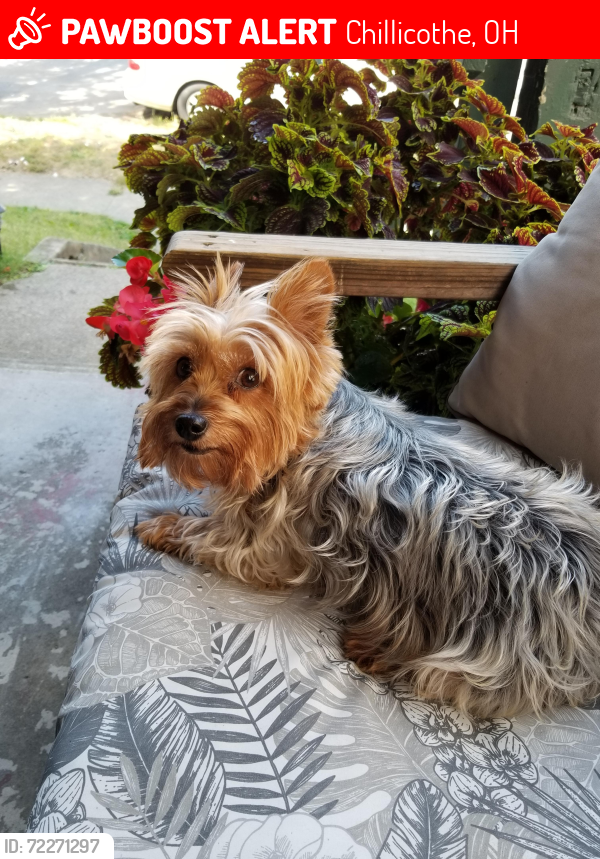 Lost Female Dog last seen High Street , Chillicothe, OH 45601