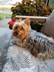 Lost Female Dog last seen High Street , Chillicothe, OH 45601