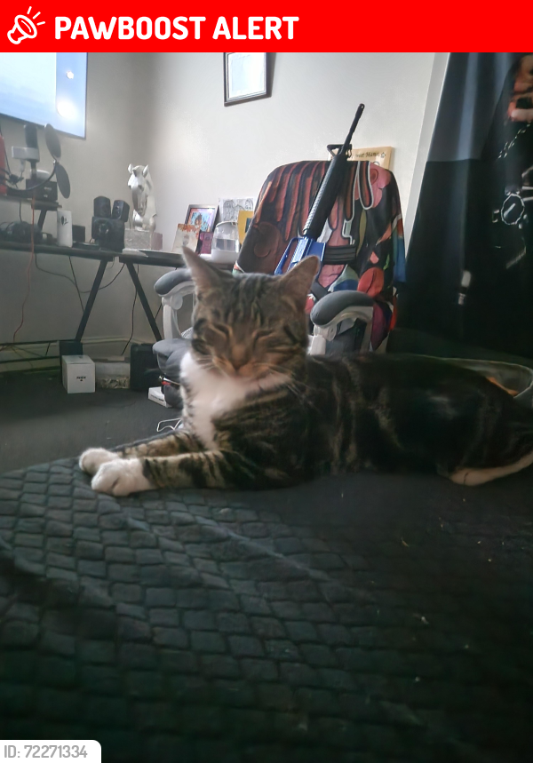 Lost Male Cat last seen Bass Cottages, Shobnall (near the large maltings building / silos), Burton upon Trent, England 