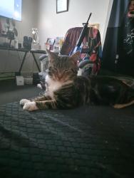 Lost Male Cat last seen Bass Cottages, Shobnall (near the large maltings building / silos), Burton upon Trent, England 