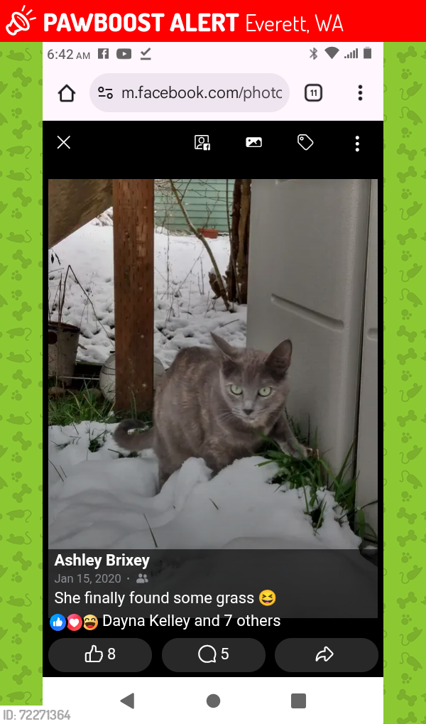 Lost Female Cat last seen 22nd and Oakes in the alley, Everett, WA 98201