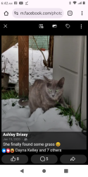 Lost Female Cat last seen 22nd and Oakes in the alley, Everett, WA 98201