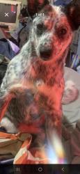 Lost Female Dog last seen Brandon cheek dr , Duffield, VA 24244