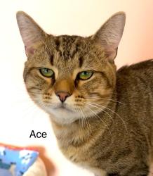 Lost Male Cat last seen Captain Thomas, Ogunquit, ME 03907