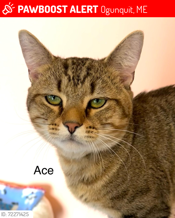 Lost Male Cat last seen Captain Thomas, Ogunquit, ME 03907