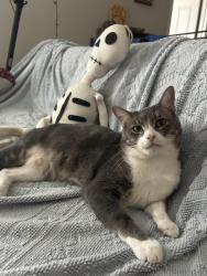 Lost Male Cat last seen Elm Fork Trail near bridge, Corinth, TX 76210