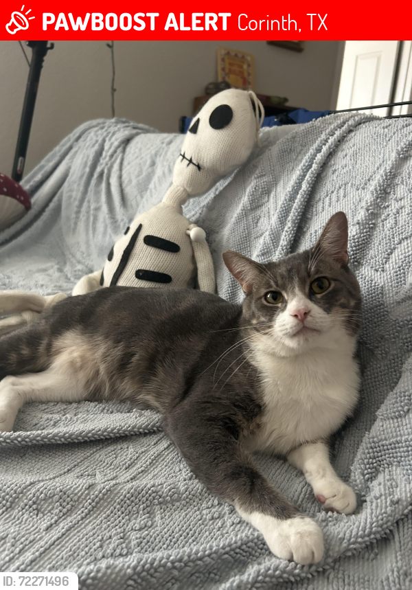 Lost Male Cat last seen Elm Fork Trail near bridge, Corinth, TX 76210