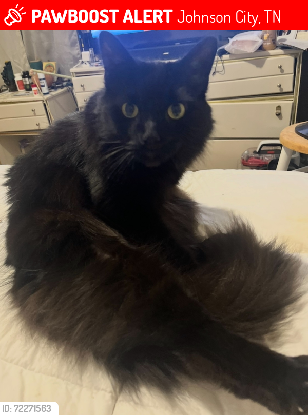 Lost Male Cat last seen Neighborhood across from Cash Hollow Rd and East Lakeview, Johnson City, TN 37601