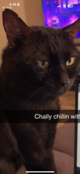 Lost Male Cat last seen Warner & 101, Chandler, AZ 85224