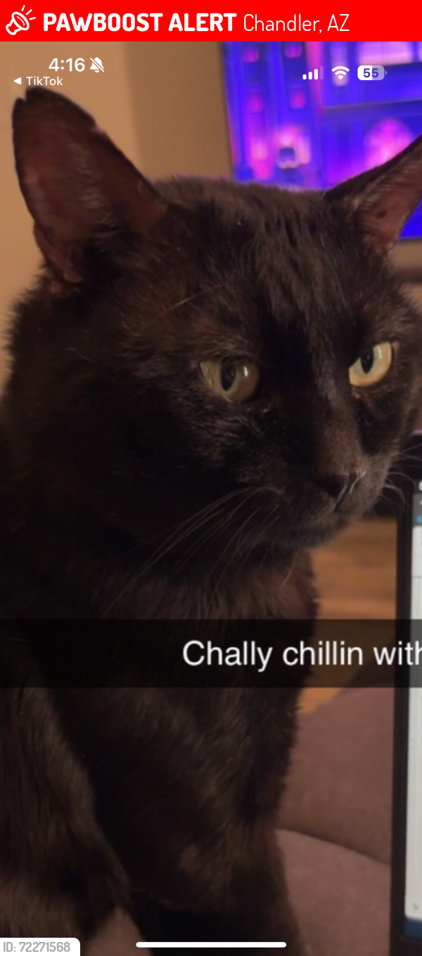 Lost Male Cat last seen Warner & 101, Chandler, AZ 85224