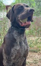 Lost Male Dog last seen CR 6723 & CR 781, Natalia, TX 78059