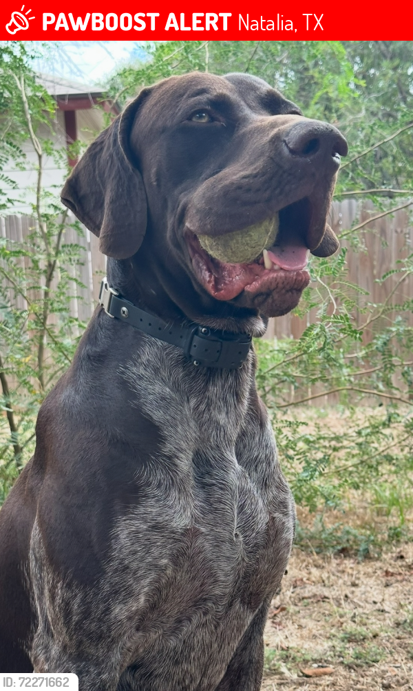 Lost Male Dog last seen CR 6723 & CR 781, Natalia, TX 78059