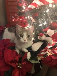 Lost Female Cat last seen Glenrosa & Indian school park, Scottsdale, AZ 85251