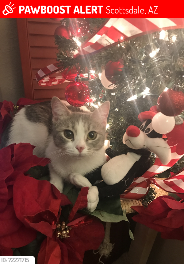 Lost Female Cat last seen Glenrosa & Indian school park, Scottsdale, AZ 85251