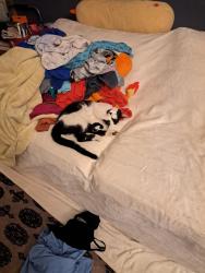 Lost Female Cat last seen Haley st, Toub St, Ramona, CA, 92065, Ramona, CA 92065